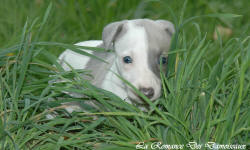 Photo Chiot whippet issu de l'élevage de la Romance des Damoiseaux
