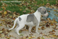 Photo Chiot whippet issu de l'élevage de la Romance des Damoiseaux