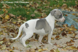 Photo Chiot whippet issu de l'levage de la Romance des Damoiseaux