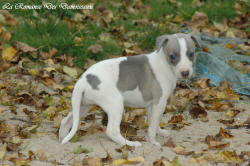 Photo Chiot whippet issu de l'levage de la Romance des Damoiseaux