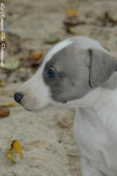 Photo Chiot whippet issu de l'élevage de la Romance des Damoiseaux