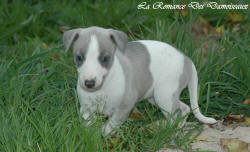 Photo Chiot whippet issu de l'élevage de la Romance des Damoiseaux