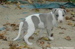 Photo Chiot whippet issu de l'levage de la Romance des Damoiseaux