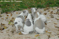 Photo Chiot whippet issu de l'élevage de la Romance des Damoiseaux