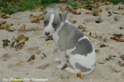 Photo Chiot whippet issu de l'élevage de la Romance des Damoiseaux