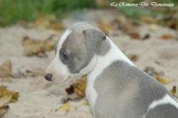 Photo Chiot whippet issu de l'élevage de la Romance des Damoiseaux