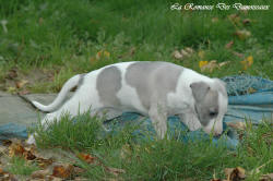 Photo Chiot whippet issu de l'levage de la Romance des Damoiseaux