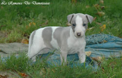 Photo Chiot whippet issu de l'élevage de la Romance des Damoiseaux