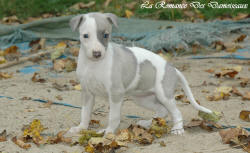 Photo Chiot whippet issu de l'élevage de la Romance des Damoiseaux