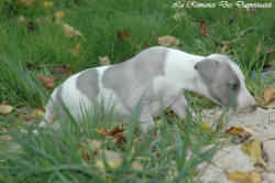 Photo Chiot whippet issu de l'élevage de la Romance des Damoiseaux