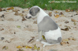 Photo Chiot whippet issu de l'élevage de la Romance des Damoiseaux