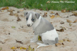 Photo Chiot whippet issu de l'élevage de la Romance des Damoiseaux