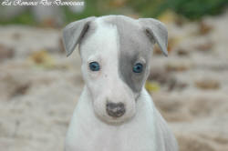 Photo Chiot whippet issu de l'élevage de la Romance des Damoiseaux