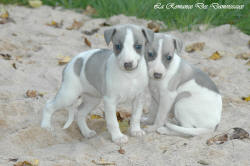 Photo Chiot whippet issu de l'élevage de la Romance des Damoiseaux