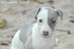 Photo Chiot whippet issu de l'élevage de la Romance des Damoiseaux