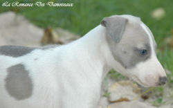 Photo Chiot whippet issu de l'élevage de la Romance des Damoiseaux