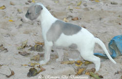 Photo Chiot whippet issu de l'élevage de la Romance des Damoiseaux