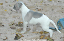 Photo Chiot whippet issu de l'levage de la Romance des Damoiseaux