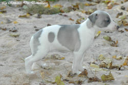 Photo Chiot whippet issu de l'élevage de la Romance des Damoiseaux