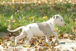 Photo Chiot whippet issu de l'élevage de la Romance des Damoiseaux