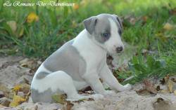 Photo Chiot whippet issu de l'élevage de la Romance des Damoiseaux