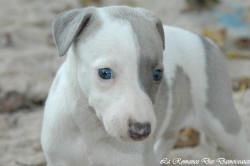 Photo Chiot whippet issu de l'levage de la Romance des Damoiseaux