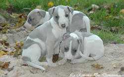 Photo Chiot whippet issu de l'élevage de la Romance des Damoiseaux
