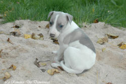 Photo Chiot whippet issu de l'élevage de la Romance des Damoiseaux