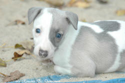 Photo Chiot whippet issu de l'levage de la Romance des Damoiseaux