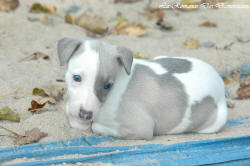 Photo Chiot whippet issu de l'élevage de la Romance des Damoiseaux