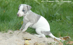 Photo Chiot whippet issu de l'élevage de la Romance des Damoiseaux
