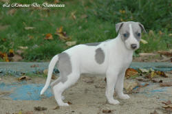 Photo Chiot whippet issu de l'levage de la Romance des Damoiseaux