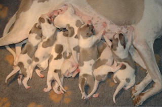 Porte de chiots Whippet