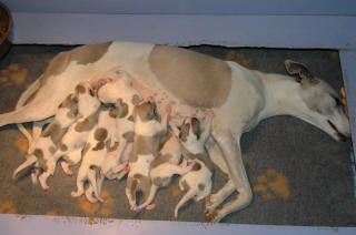 Porte de chiots Whippet