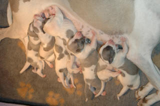 Porte de chiots Whippet