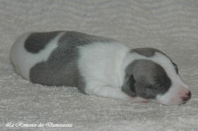 Petit chiot whippet