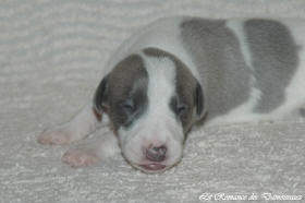 Petit chiot whippet