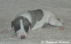 Petit chiot whippet