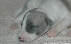 Petit chiot whippet