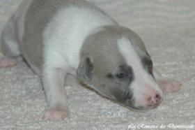 Petit chiot whippet