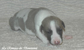 Petit chiot whippet