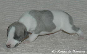 Petit chiot whippet