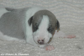 Petit chiot whippet