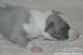 Petit chiot whippet