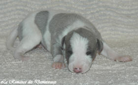 Petit chiot whippet