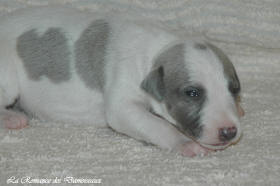Petit chiot whippet