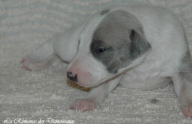 Petit chiot whippet