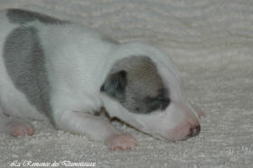 Petit chiot whippet