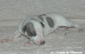 Petit chiot whippet