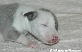 Petit chiot whippet